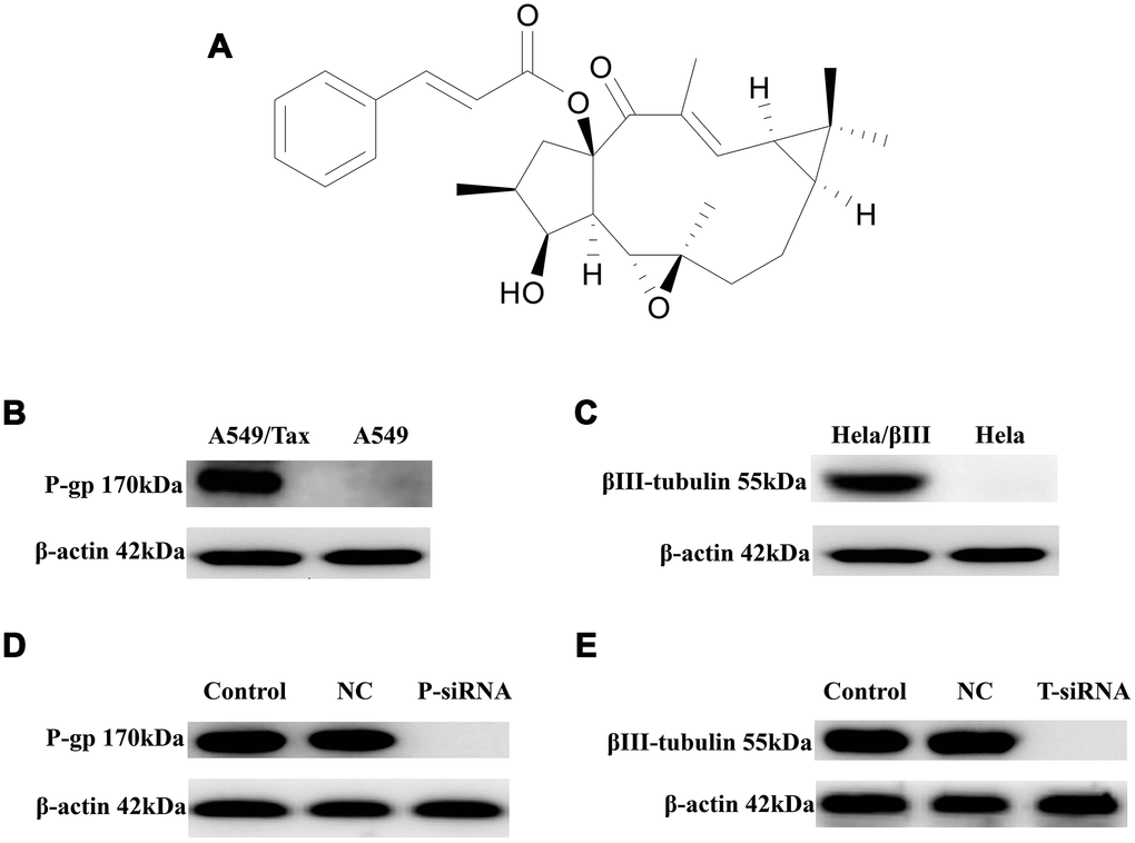 The expression of P-gp and βIII-tubulin in cells. (A) Chemical structure of EM-E-11-4. (B) P-gp levels in A549 and A549/Tax cells. (C) βIII-tubulin levels in Hela and Hela/βIII cells. (D) The effect of P-gp siRNA on P-gp expression in A549/Tax cells. (E) The effect of TUBB3 siRNA on βIII-tubulin expression in Hela/βIII cells. Cells were treated with vehicle (negative control, NC) or siRNAs (P-gp siRNA, TUBB3-siRNA), and protein levels were determined by Western blot analysis.
