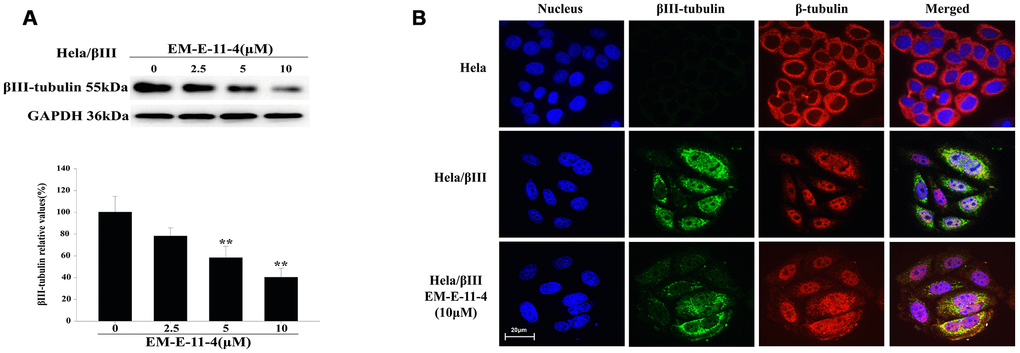 EM-E-11-4 inhibited the expression of βIII-tubulin. (A) Hela/βIII cells were treated with EM-E-11-4 (2.5, 5, and 10 μM) for 48 h, and the expression of βIII-tubulin was determined by Western blot analysis. Columns represent the means±SD values for protein levels obtained from three individual experiments. * ppB) Immunofluorescence analysis (×600). Blue: nucleus; green: βIII-tubulin; red: β-tubulin. There is no clear green fluorescence in Hela cells, whereas Hela/βIII cells have a clear green fluorescence. After Hela/βIII cells were treated with EM-E-11-4 48 h, the green fluorescence was weakened.