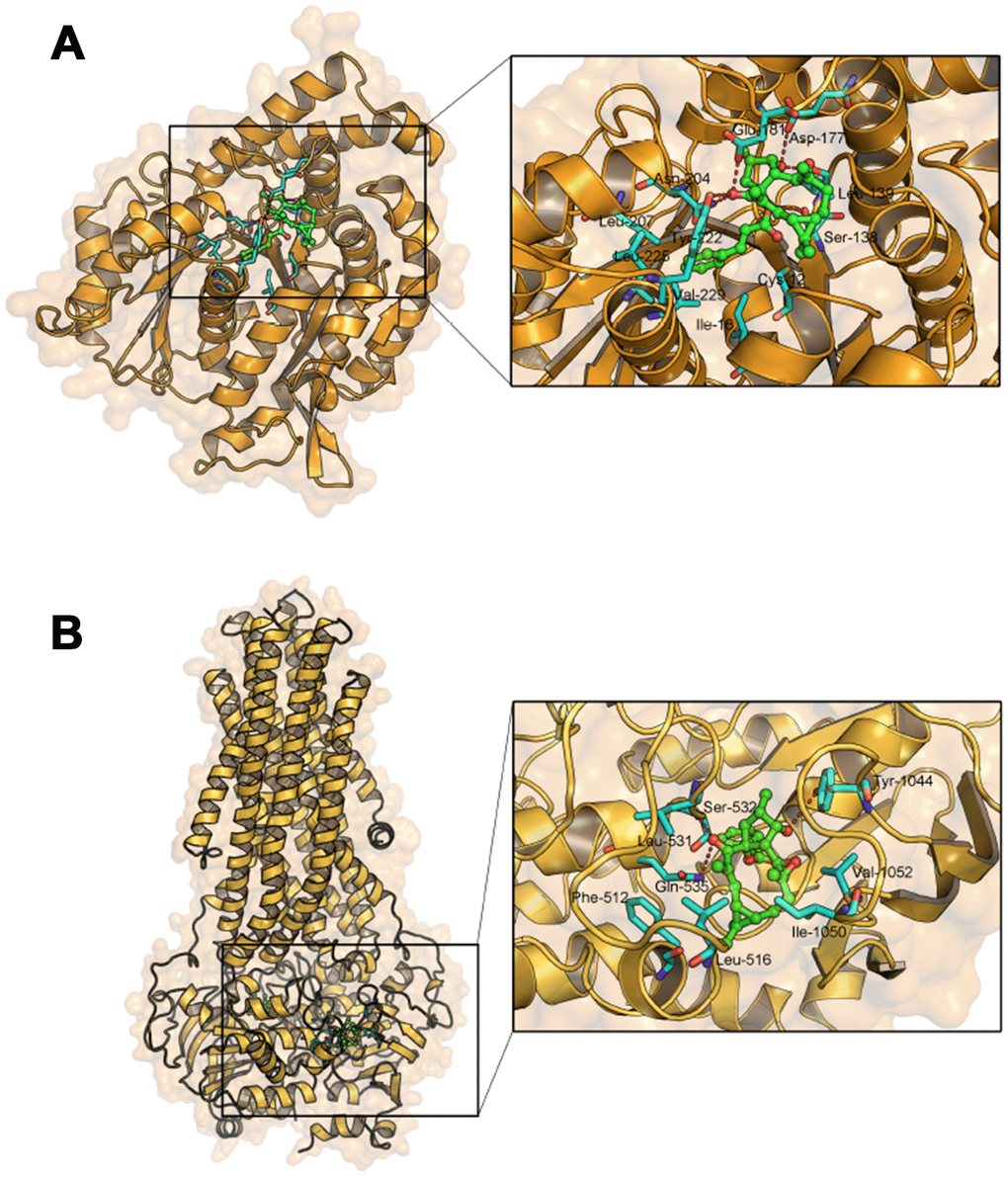 Molecular docking analysis of EM-E-11-4 to the activity cavity of TUBB3 (A) and P-gp (B).