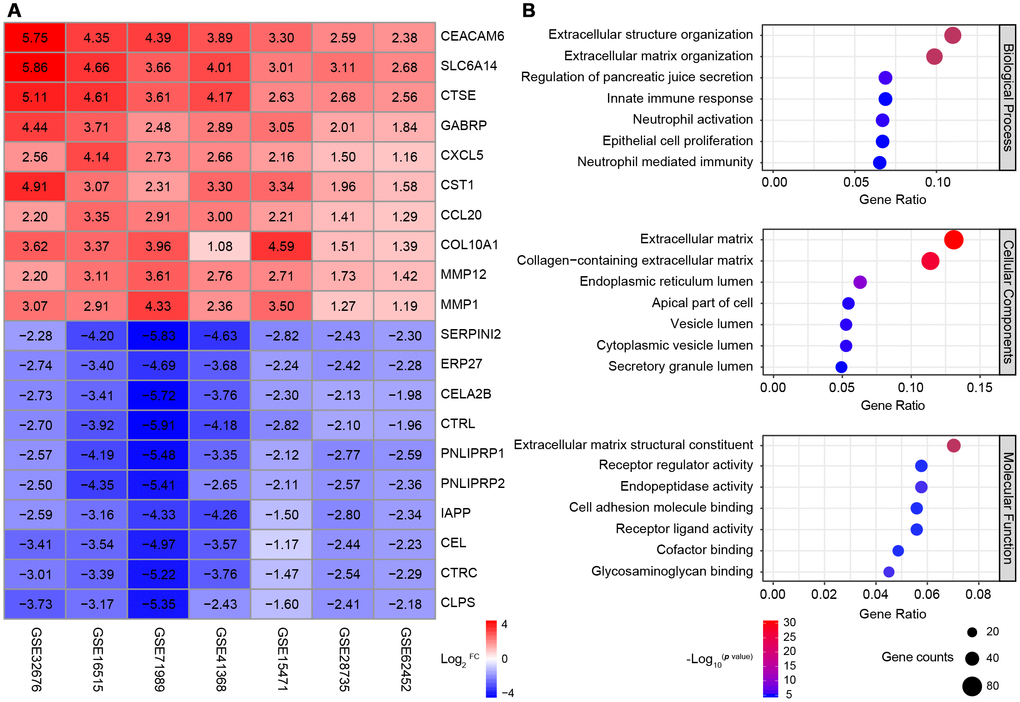 Identification and GO analysis of DEGs in seven PDAC datasets. (A) A heatmap of the top 10 significantly upregulated or downregulated genes. The expression of each gene in each dataset is shown in a colored box with the log2FC inset. Red and blue boxes indicate upregulated and downregulated genes, respectively, and the color saturation correlates with the gene level. (B) GO analysis of all the DEGs. The seven most enriched GO terms in each category (BP, CC and MF) are listed next to the left axis. The size of the circle indicates the number of enriched genes, and the color is associated with the respective -log10p value.