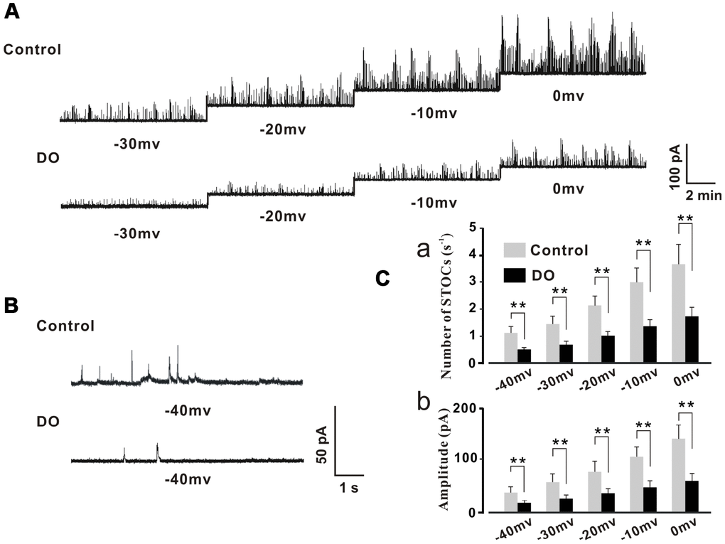 Decreased STOC frequency and amplitude in detrusor myocytes of DO rats. (A) Representative traces of STOCs in detrusor myocytes from control and DO rats. (B) Traces at a -40 mV holding potential from detrusor myocytes of control and DO rats. (C) Summarized data for measures of STOC frequency and amplitude. At all voltages, the frequencies (a) and amplitudes (b) of STOCs in DO rats were significantly lower than respective measures for rats in control groups. We used unpaired t tests for comparisons between groups. VS control *P