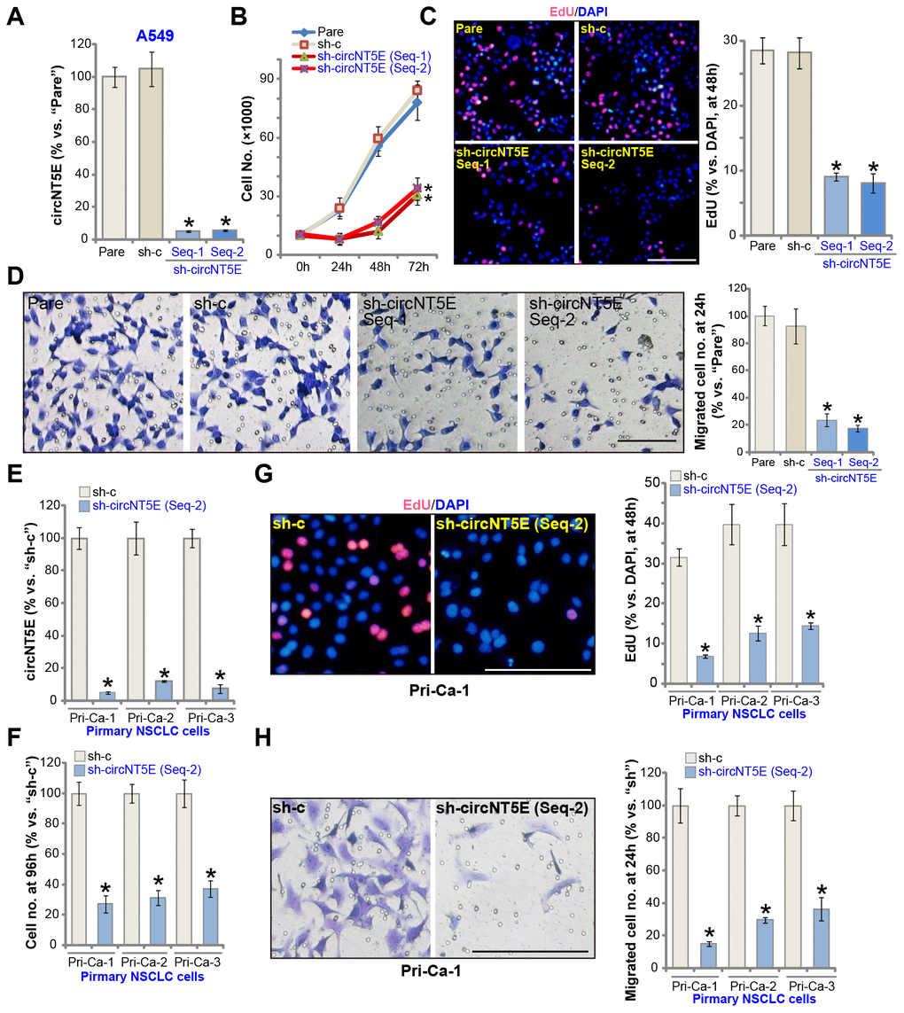 circNT5E silencing inhibits NSCLC cell growth, proliferation and migration. The stable A549 cells (A–D) or the primary human NSCLC cells (Pri-Ca-1/-2/-3, E-H) with the lentivirus-packaged circNT5E shRNA (“sh-circNT5E-Seq-1/2”, two different sequences) or the non-sense control shRNA (“sh-c”) were cultured, the circNT5E expression was tested by qPCR (A and E), cell growth (cell counting assay, B and F), proliferation (EdU incorporation, C and G) and migration (“Transwell” assay, D and H) were tested by the mentioned assays; “Pare” stands for the parental control cells (Same for all Figures). Error bars stand for mean ± standard deviation (SD, n=5). * P C, D, G and H). For all the functional assays exact same number of viable NSCLC cells with applied genetic treatments were initially seeded into each well/dish (at 0h), and cells cultured for applied time periods (Same for all Figures).