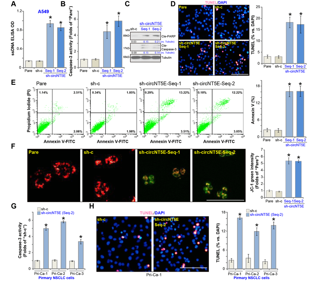 circNT5E silencing induces apoptosis activation in NSCLC cells. The stable A549 cells (A–F) or the primary human NSCLC cells (Pri-Ca-1/-2/-3, G and H) with the lentivirus-packaged circNT5E shRNA (“sh-circNT5E-Seq-1/2”) or the non-sense control shRNA (“sh-c”) were cultured for 48h, single strand DNA (ssDNA) contents (A), the relative caspase-3 activity (B and G) and cell apoptosis (D, E and H) were examined by the mentioned assays, with mitochondrial depolarization tested by JC-1 staining (F). Expression of listed apoptosis-associated proteins were tested, quantified and normalized to the loading control (C). Error bars stand for mean ± standard deviation (SD, n=5). * P D, F and H).