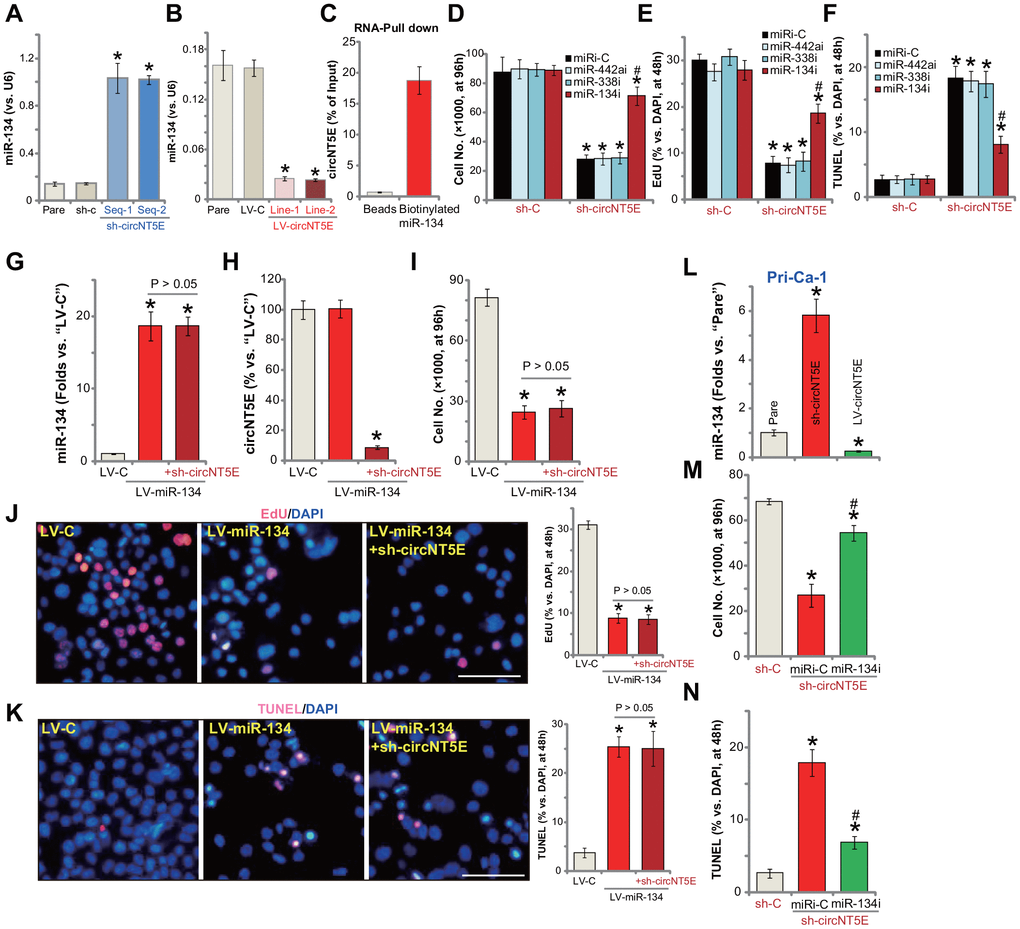 miR-134 inhibition attenuates circNT5E silencing-induced anti-NSCLC cell activity. Expression of mature miR-134 in stable A549 cells with the lentivirus-packaged circNT5E shRNA (“sh-circNT5E-Seq-1/2”), the non-sense control shRNA (“sh-c”) as well as in A549 cells with the lentivirus-packaged circNT5E expression construct (LV-circNT5E-Line-1/2, two lines) or the empty vector (LV-C) was shown (A and B); RNA-Pull down assay confirmed the direct association between biotinylated-miR-134 and circNT6E in A549 cells (C). Stable A549 cells with the lentivirus-packaged circNT5E shRNA (“sh-circNT5E-Seq-2”) or sh-c were further transfected with the applied microRNA inhibitors (500 nM, 48h), cells were cultured for applied time periods, cell growth, proliferation and apoptosis were tested by cell counting (D), EdU incorporation (E) and TUNEL staining (F) assays, respectively. A549 cells with the pre-miR-134 expression construct (LV-miR-134) were further infected with/without lentivirus-packaged circNT5E shRNA (“sh-circNT5E-Seq-2”), control cells were transduced with lentiviral empty vector (“LV-C”); Cells were further cultured for applied time periods, mature miR-134 and circNT5E expression was tested by qPCR assays (G and H); Cell growth (I), proliferation (J) and apoptosis (K) were tested. Stable primary human NSCLC cells, Pri-Can-1, with the lentivirus-packaged circNT5E expression construct (LV-circNT5E) or the lentivirus-packaged circNT5E shRNA (“sh-circNT5E-Seq-2”) were cultured, mature miR-134 expression was tested (L). Stable Pri-Can-1 cells with circNT5E shRNA were further transfected with miR-134 inhibitor (500 nM, 48h), cells were further cultured for applied time periods, cell growth (M) and apoptosis (N) were tested. Error bars stand for mean ± standard deviation (SD, n=5). “miRi” stands for non-sense control miRNA inhibitor. * P #P J and K).
