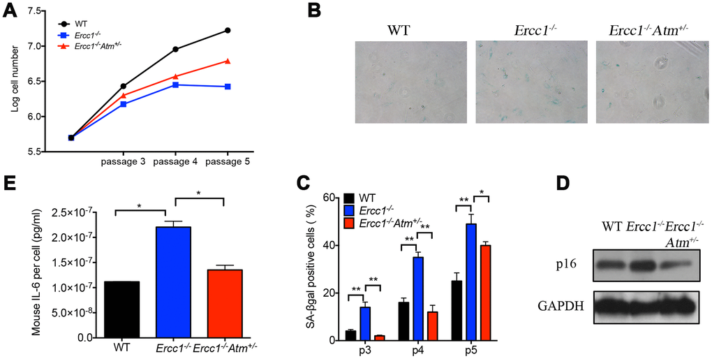 Oxidative stress-induced cellular senescence is reduced by genetic depletion of Atm. (A) Proliferation of WT (black), Ercc1-/- (blue) and Ercc1-/-Atm+/- (red) MEFs serially passaged at 20% oxygen was measured by an automated cell counter. Data shown are representative of three independent experiments using distinct MEF lines. (B) SA-βgal staining of serially passaged MEFs cultured at 20% oxygen. Shown are representative images of passage 5 WT, Ercc1-/- and Ercc1-/-Atm+/- MEFs taken at 10x magnification. (C) The average percentage of SA-βgal positive cells at each indicated passage. Ten fields were acquired and quantified per sample. Data shown are representative of two independent experiments. (D) Senescent WT, Ercc1-/- and Ercc1-/-Atm+/- MEFs (passage 5) cultured at 20% oxygen for 72 hrs were collected and lysed for immunoblot analysis of p16INK4a. (E) Supernatant collected from senescent WT, Ercc1-/- and Ercc1-/-Atm+/- MEFs was analyzed by ELISA for secreted IL-6. Graphs represent mean+/- s.e.m. P value was determined using Student’s t-test. *p