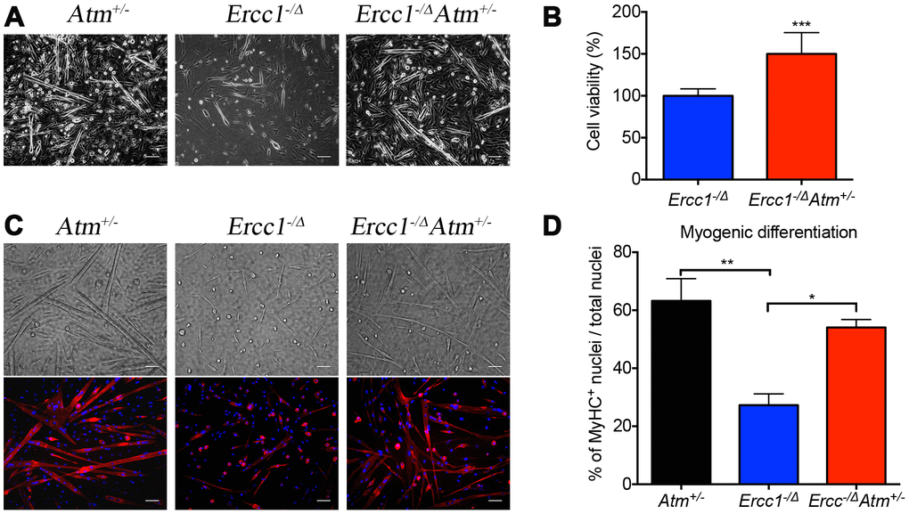 Atm heterozygosity improves muscle stem cell function and muscle regeneration. Myogenic progenitor cells (myoblasts) and MDSPCs were isolated via preplate technique, 3 days after myoblasts were obtained, and the bright field pictures were taken. A total of three populations of Atm+/-, Ercc1-/∆Atm+/- and Ercc1-/∆ were isolated from distinct mice and tested. All scale bars = 100 μm. (A) MDSPCs were cultured in myogenic differentiation medium for 3 days. Bright field images were taken and the cell fusion into multinucleated myotubes was determined by immuno-staining for MyHCf, a terminal myogenic differentiation marker. (B) Cell proliferation of MDSPCs was measured using an MTS assay. The graph displays the average of three populations. Error bars indicate mean ± SD. ***PC) Representative images of immunofluorescence detection of differentiated myofibers. All scale bars in panel C=50 μm. (D) Myogenic differentiation was quantified by determining the number of nuclei in MyHCf positive myotubes relative to the total number of nuclei in the culture. Error bars indicate “mean ±SD”. *P