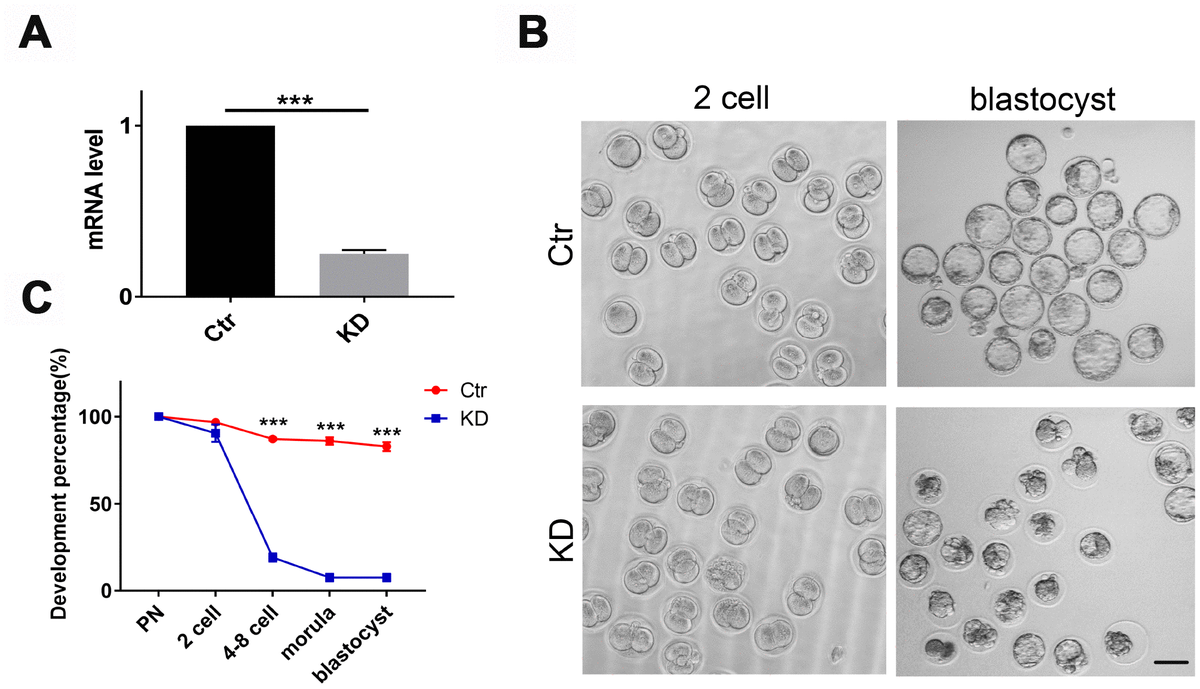 advanced-maternal-age-alters-expression-of-maternal-effect-genes-that