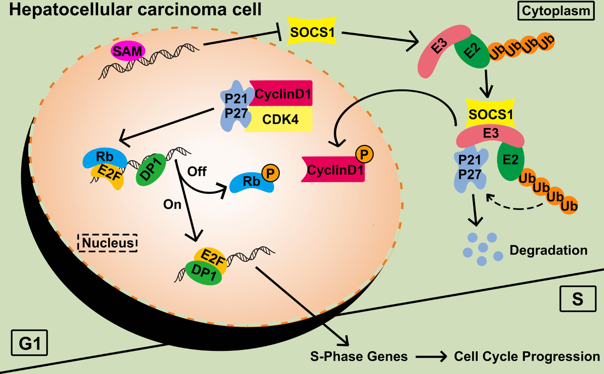 SOCS1 Blocks G1-S Transition In Hepatocellular Carcinoma By Reducing ...