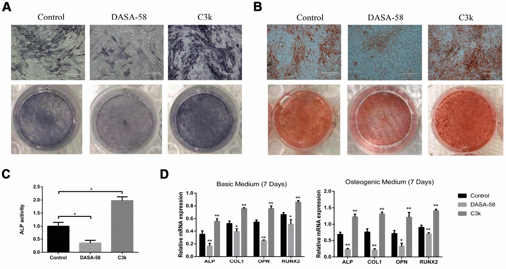 Impact of PKM2 on osteogenic differentiation of BMSCs. (A) BMSCs were cultured in osteogenic medium with or without DASA-58 (30μM) or C3k (0.15 μM). 7 days later, ALP staining detection was performed. (B) Alizarin red staining was performed after 14 days of treatment, and (C) ALP activity was measured after 7 days of treatment. (D) The relative expression of ALP, COL1, OPN and RUNX2 mRNA levels to GAPDH were detected on 7th day after the induction of basic or osteogenic medium in the presence or absence of DASA-58 (30μM) or C3k (0.15 μM). All the experiments were repeated independently at least 3 times. Data are represented as mean ± SD. *P 
