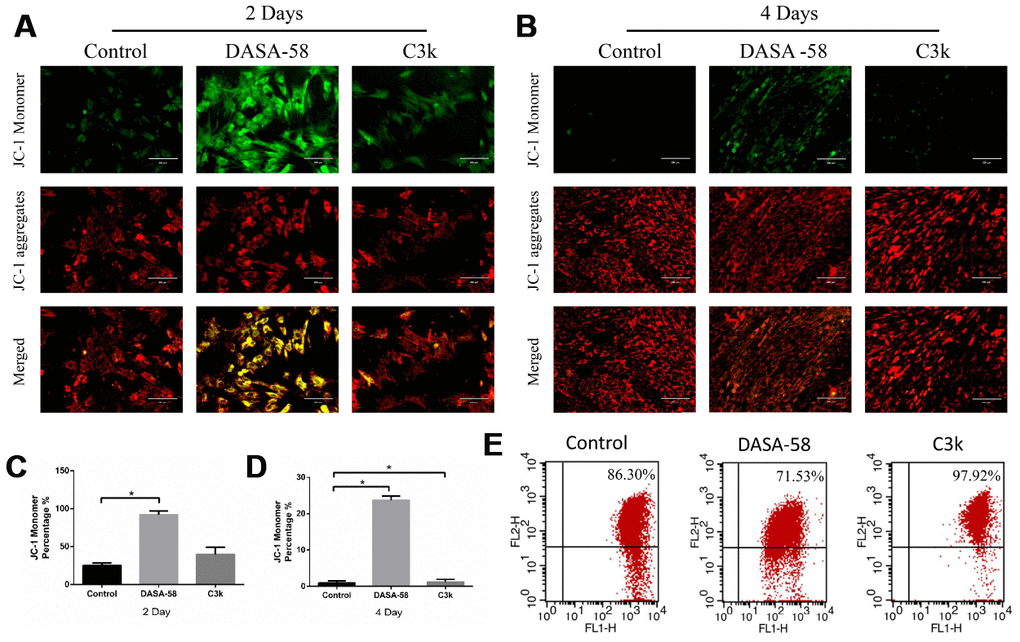DASA-58 reduced mitochondrial membrane potential (MMP) of BMSCs during osteogenic differentiation, C3k rose it. BMSCs were cultured in osteogenic medium added with or without 30 μM DASA-58 or 0.15 μM C3k for 2 and 4 days, (A, B) then JC-1 staining was performed. Red fluorescence represents JC-1 aggregation in healthy mitochondria, while green fluorescence represents cytosolic JC-1 monomers manifesting MMP collapse. Merged images indicated co-localization of JC-1 aggregates and monomers. (C, D) JC-1 monomer percentage was shown. (E) The flow cytometric analysis was conducted after the cells were stained by JC-1 (FL1 represents JC-1 green and FL2 represents JC-1 red). All the experiments have been repeated independently at least 3 times. Data are represented as mean ± SD. *P 