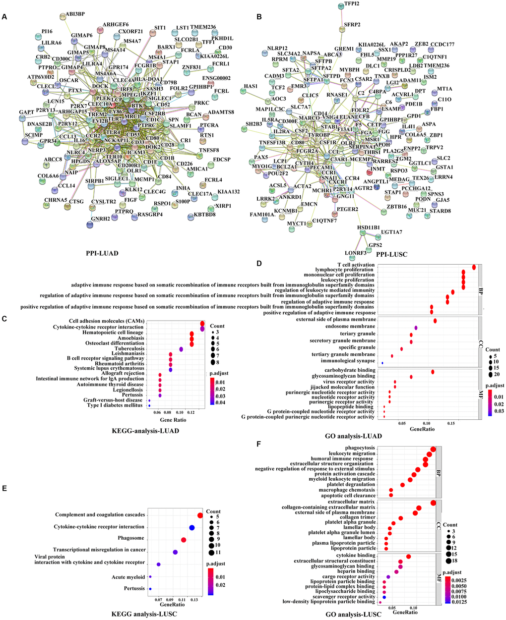 Functional analyses of immune-related prognostic genes. (A, B) PPI networks of the prognostic DEGs determined by the STRING database. The color of each node in the PPI network reflects the log fold-change value of the Z score of gene expression, and the size of the node indicates the number of proteins interacting with the designated protein. (C, E) KEGG analysis of immune-related prognostic genes. Top pathways with P D, F) GO analyses of the prognostic DEGs in the categories of biological processes (BP), cellular components (CC), and molecular functions (MF). PPI, Protein-protein interaction, DEGs, differentially expressed genes; GO, Gene Ontology; KEGG, Kyoto Encyclopedia of Genes and Genomes.