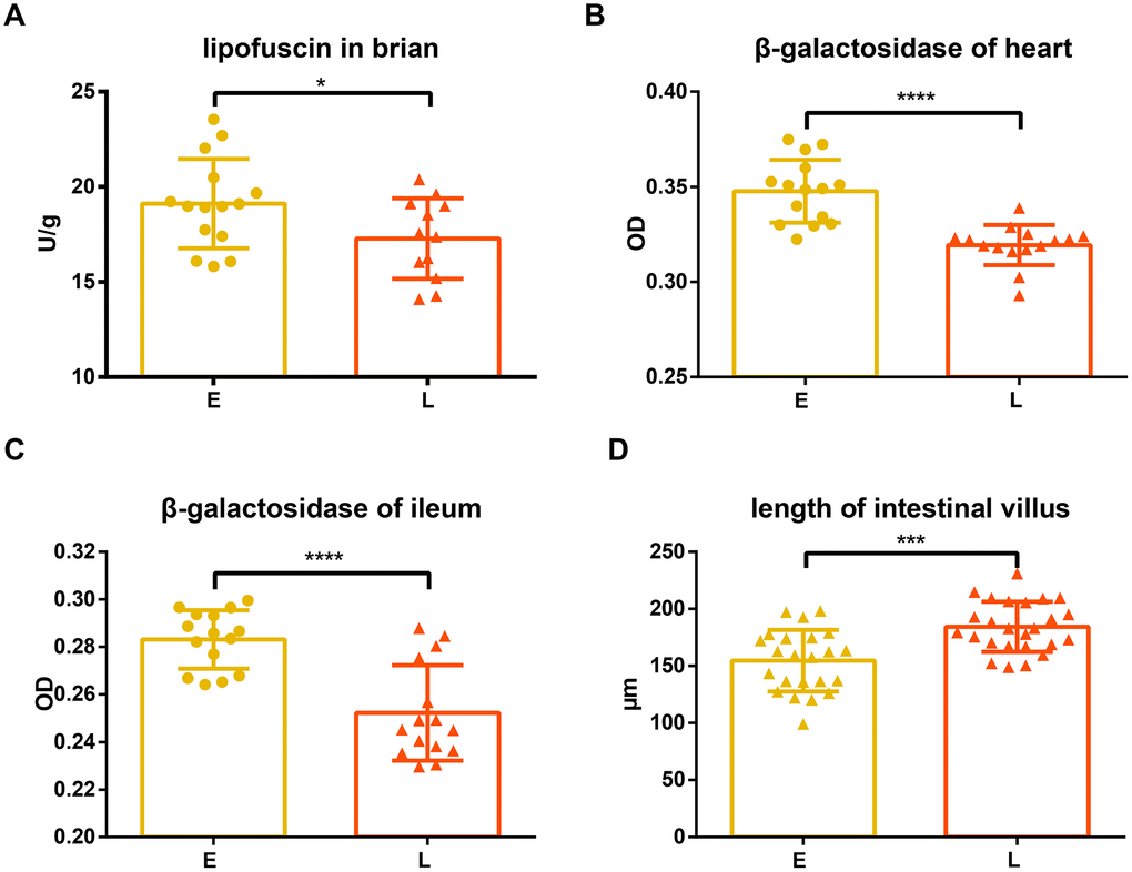 Difference in aging related indices between groups E and L. (A) and (D) Lipofuscin in brain and length of intestinal villus are shown on. The level of β-gal in both the (B) heart and (C) ileum in E group and L group. *p0.05, unpaired t test, ***p0.0001, ****p0.001, Mann-Whitney U test.