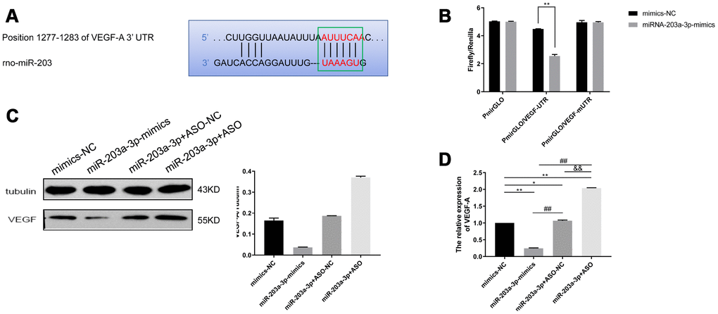 VEGF-A is a direct target of miR-203a-3p. (A) Sequence information of miR-203 binding sites in the 3′-UTR region of the VEGF-A mRNA. (B) Dual luciferase assay indicating decreased fluorescence in PMVECs co-expressing pmirGLO/VEGF-UTR and miR-203-3p mimics. (C) Western blotting detection of target genes of miR-203a-3p. Compared with mimics-NC (negative miR-203a-3p mimics control), VEGF expression decreased after transfection with miR-203-mimics, and increased after transfection with miR-203-ASO. (D) qRT-PCR detection of target genes of miR-203a-3p. VEGF mRNA levels decreased after transfection with miR-203-mimics, and increased after transfection with miR-203-ASO. Data are mean ± SEM. *P **P ##P &&P 