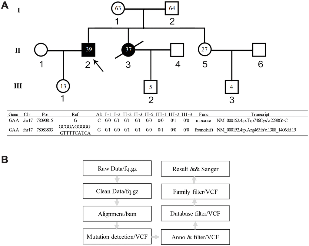 Genetic pedigree of the family and the WGS analysis workflow. (A) Genetic pedigree of the family. II-2 is the proband; II-3 is the female patient; her child III-2 has abnormal biochemical index. The age of each family member is indicated as grey. The genotype of each family member is listed in the lower panel. (B) Workflow of the WGS analysis.