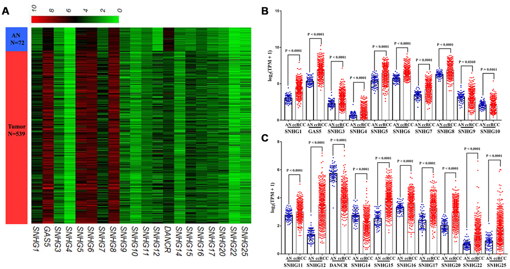 Expression profiles of lncRNAs encoding snoRNA in ccRCC. (A) Heatmap, (B, C) Plots chart showing the expression profile of correlation between SNHG1, GAS5, SNHG3-12, DANCR, SNHG14-17, SNHG20, SNHG22 and SNHG25 between ccRCC tissues and matched adjacent (adj.) normal (AN) tissues.