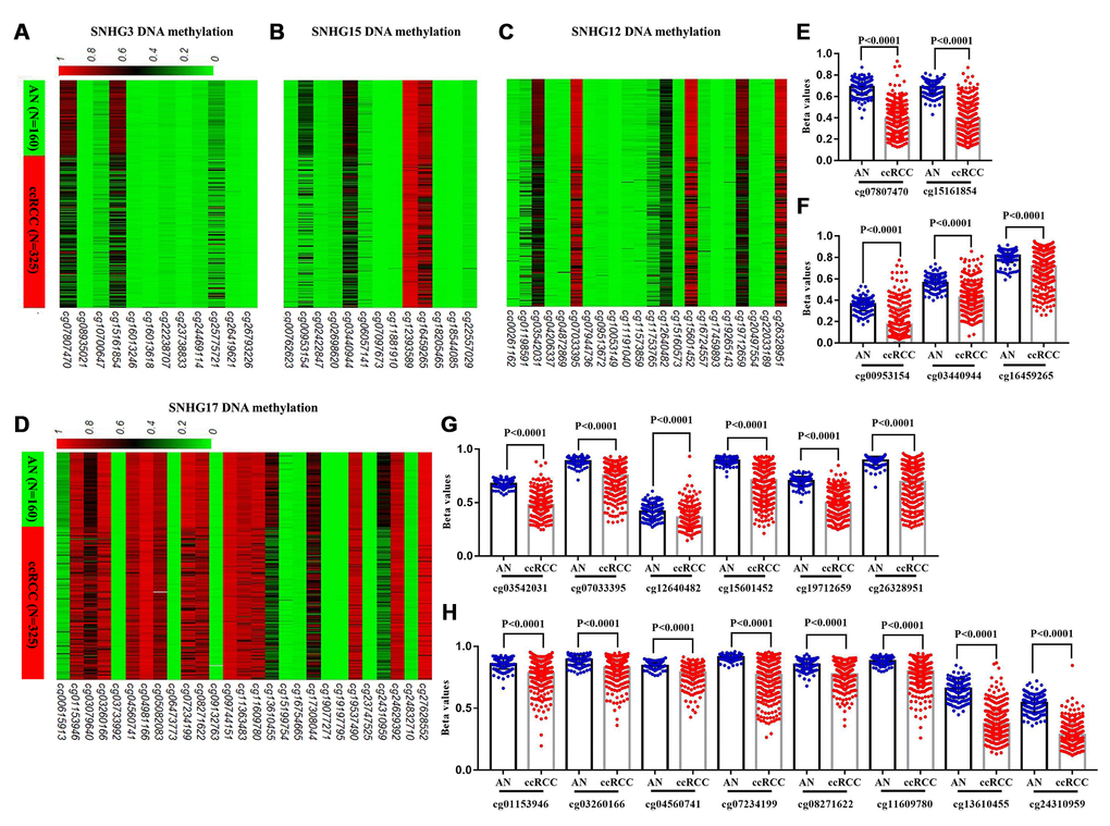 Comparison of SNHG3, SNHG15, SNHG12 and SNHG17 DNA methylation in ccRCC and adjacent normal tissues. (A–D) Heatmaps and (E–H) statistical comparison of the difference in methylation in CpG sites of SNHG3, SNHG15, SNHG12 and SNHG17 DNA, between 325 ccRCC and 160 adjacent normal tissues.