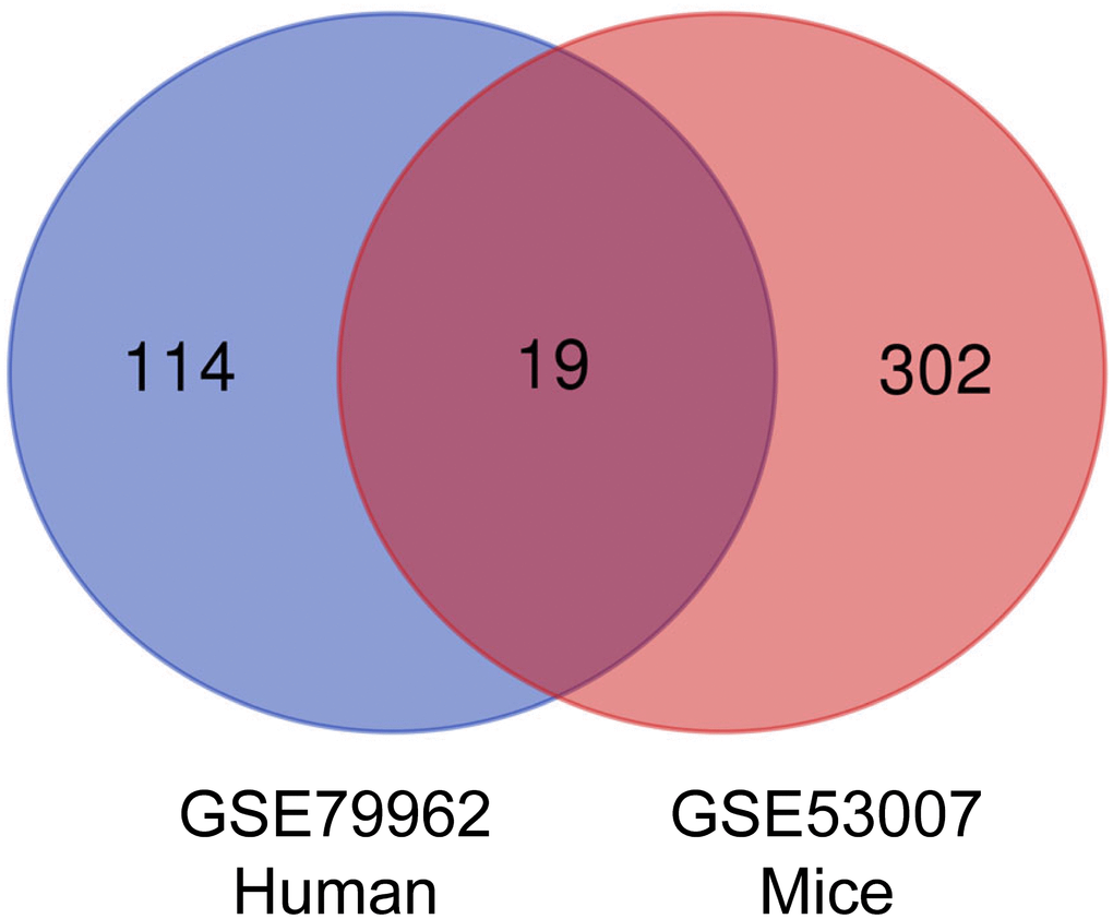 Venn diagram of DEGs. Intersection analysis between DEGs in GSE79962 and GSE53007 microarray datasets. The 19 overlapped genes were related to sepsis-induced myocardial injury. DEGs, differentially expressed genes.