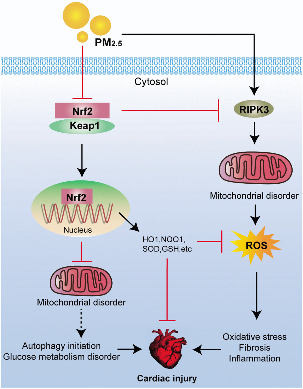 Scheme of the Nrf2-mediated cardiac injury induced by PM2.5. Long-term exposure of PM2.5 to mice resulted in oxidative stress, fibrosis and inflammation via RIPK3-regulated mitochondrial disorder. In addition, autophagy initiation and dysfunction of glucose metabolism were observed in hearts of PM2.5-challenged mice. All these effects induced by PM2.5 were significantly accelerated by the loss of Nrf2, contributing to the progression of cardiomyopathy eventually.
