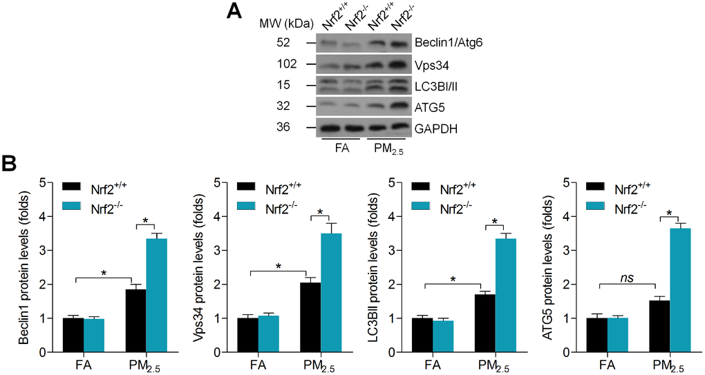Nrf2 loss promotes autophagy initiation in PM2.5-challenged mice. (A) Representative images of western blotting bands for Beclin1, Vps34, LC3B and ATG5 in cardiac tissues. (B) Relative quantification of these molecules by western blot analysis. n = 6 in each group. Data were expressed as the mean ± SEM. *P 