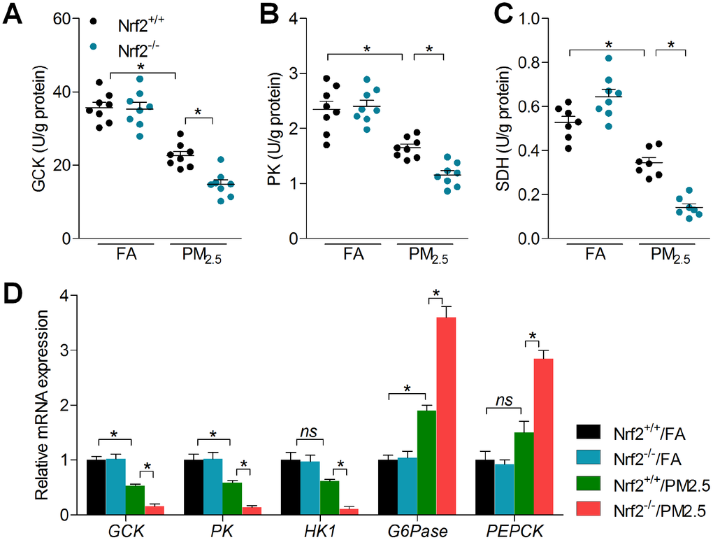 Nrf2 knockout enhances abnormal glucose metabolism in hearts of PM2.5-exposed mice. (A) GCK, (B) PK and (C) SDH activities in hearts of mice were measured. n = 7 or 8 in each group. (D) RT-qPCR was used to measure GCK, PK, HK1, G6Pase and PERCK mRNA levels in hearts of mice. n = 6 in each group. Data were expressed as the mean ± SEM. *P 