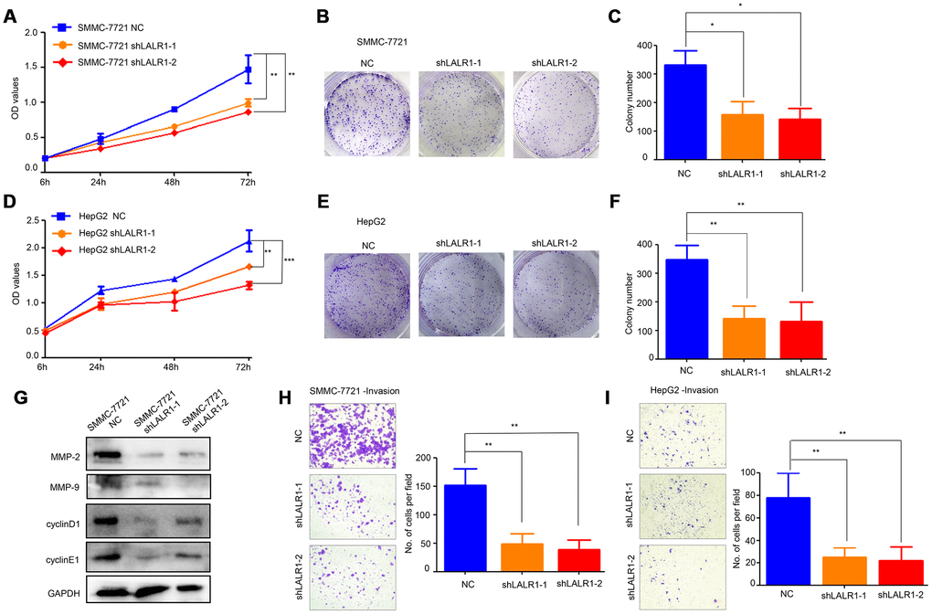 Knock-down of lncRNA-LALR1 suppresses growth and invasion of HCC cells in vitro. (A) CCK-8 assay showing knockdown of lncRNA-LALR1 decreases the proliferation ability compared with control group of SMMC-7721 cells. (B) Colony formation assay showing lncRNA-LALR1 knockdown reduces the growth ability compared with control group of SMMC-7721 cells. (C) Colony formation assay showing lncRNA-LALR1 knockdown reduces the growth ability compared with control group of SMMC-7721 cells. (D) CCK-8 assay showing knockdown of lncRNA-LALR1 decreases the proliferation ability compared with control group of HepG2 cells. (E) Colony formation assay showing lncRNA-LALR1 knockdown reduces the growth ability compared with control group of HepG2 cells. (F) Colony formation assay showing lncRNA-LALR1 knockdown reduces the growth ability compared with control group of HepG2 cells. (G) Western Blot assay showing knockdown of lncRNA-LALR1 downregulates cyclinD1, cyclinE1, MMP-2 and MMP-9. (H) Transwell invasion assay showing lncRNA-LALR1 silencing decreases the invasion ability compared with control group of SMMC-7721 cells. (I) Transwell invasion assay showing lncRNA-LALR1 silencing decreases the invasion ability compared with control group of HepG2 cells. *: P 