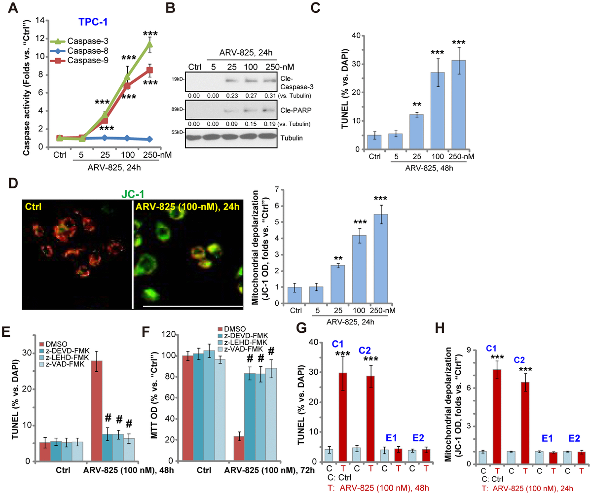 ARV-825-induced BRD4 Protein Degradation As A Therapy For Thyroid ...