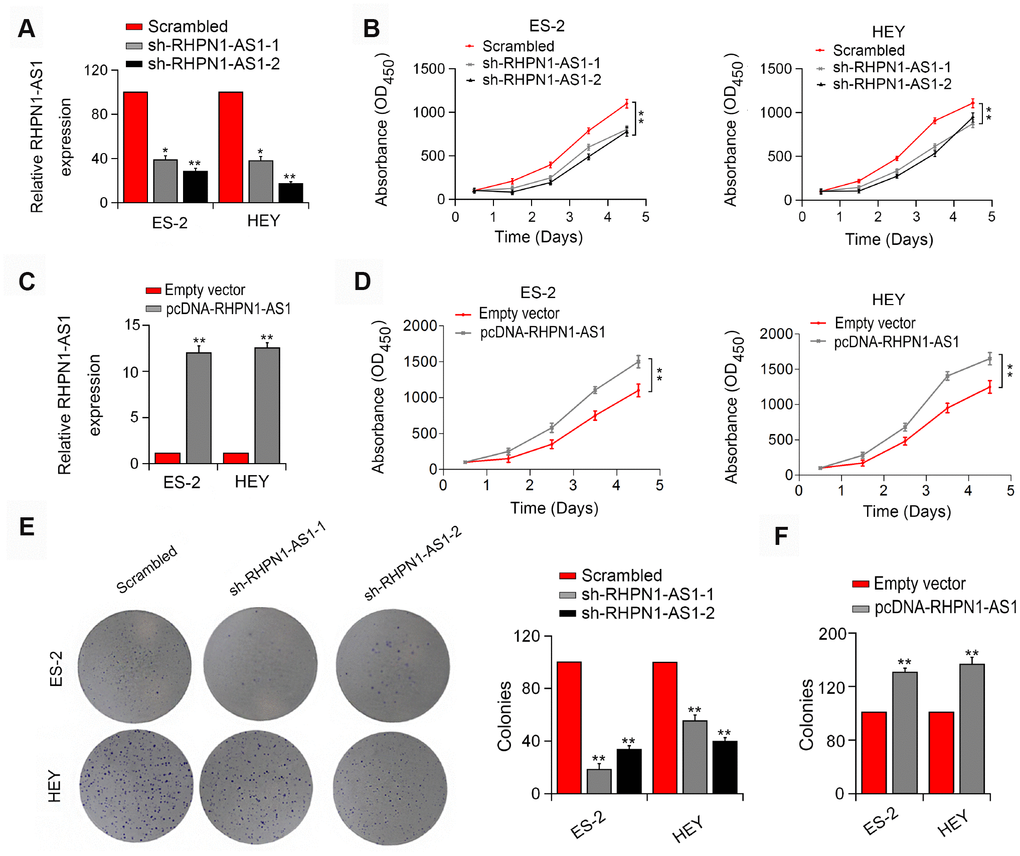 RHPN1-AS1 enhances ES-2 and HEY cell proliferation and colony formation. (A, C) RHPN1-AS1 expression in ES-2 and HEY cells transfected with sh-RHPN1-AS1s or pcDNA- RHPN1-AS1. (B, D) CCK-8 assay in ES-2 and HEY cells transfected with sh-RHPN1-AS1s or pcDNA-RHPN1-AS1 by. (E, F) Colony formation assay in ES-2 and HEY cells transfected with sh-RHPN1-AS1s or pcDNA-RHPN1-AS1. *P