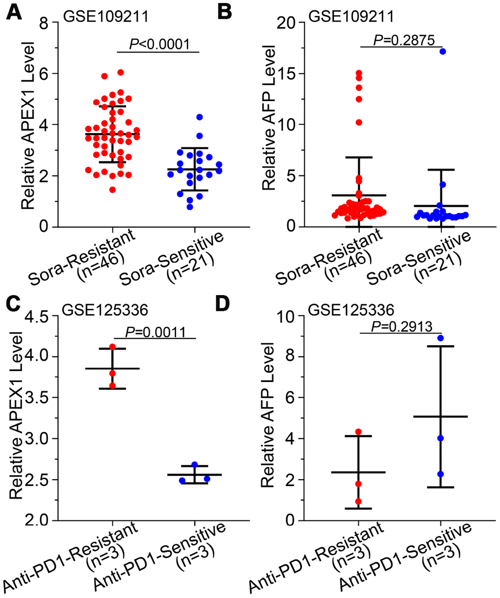 High APEX1 expression correlates with resistance against sorafenib and anti-PD1 immunotherapy in HCC patients. (A, B) APEX1 and AFP mRNA expression in 46 sorafenib-resistant and 21 sorafenib-sensitive HCC patients from the GSE109211 dataset is shown. (C, D) APEX1 and AFP expression in three anti-PD1 immunotherapy-resistant and three anti-PD1 immunotherapy-sensitive HCC patients belonging to the GSE125336 dataset is shown.