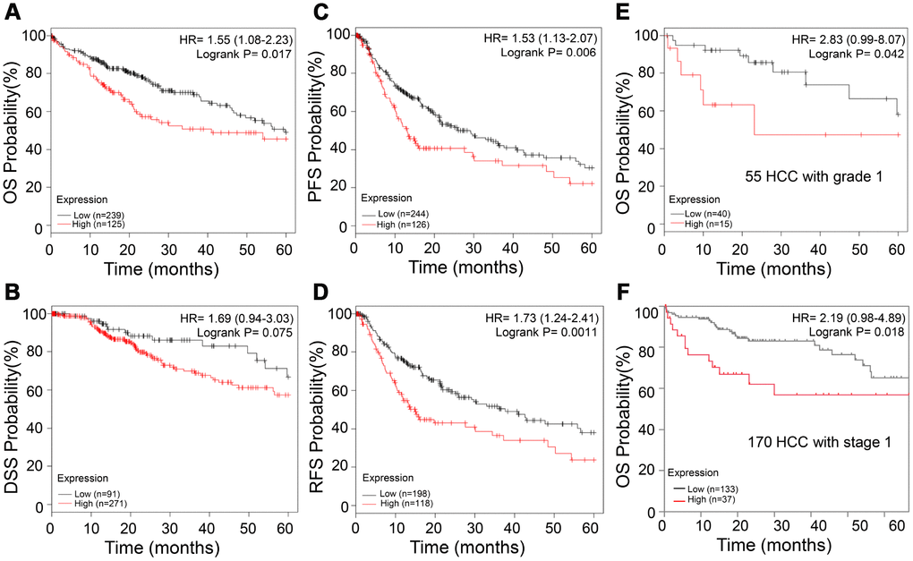 High APEX1 expression predicts poor prognosis in HCC patients, including those with grade 1 tumors. (A–D) Kaplan-Meier survival curve analysis shows OS, DSS, PFS and RFS rates of high and low APEX1 expressing HCC patients, respectively. (E) Kaplan-Meier survival curve analysis of 5-year OS probability of 55 tumor grade 1 HCC patients is shown. (F) Kaplan-Meier survival curve analysis of the 5-year OS rate of HCC patients with stage 1 cancer is shown. The hazard ratio (HR) was calculated based on the Cox Proportional-Hazards model.
