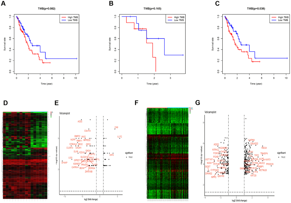 The subgroup analysis in patients receiving radiotherapy or not. (A) Survival analysis to explore the OS of EC patients between the TMB-H and TMB-L group. (B) OS between the TMB-H and TMB-L group of patients receiving radiotherapy. (C) OS of the TMB-H group decreased significantly in EC patients with radiotherapy. (D–G) The different gene expression between the TMB-H and TMB-L groups in EC patients receiving radiotherapy or not.