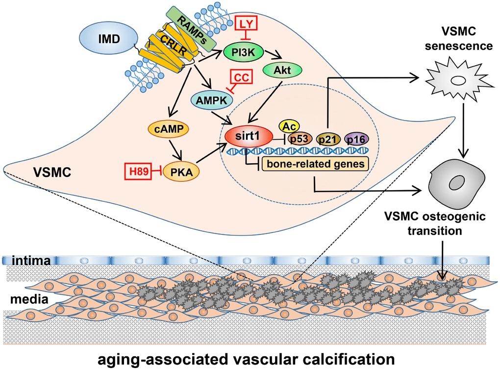 A working model of mechanism through which IMD attenuates aging-associated vascular calcification. IMD upregulates sirt1 expression and deacetylase activity via combining CRLR/RAMPs receptor complex and activating PI3K/Akt, AMPK and cAMP/PKA signaling. Upregulation of sirt1 by IMD inhibits VSMC osteogenic transdifferentiation and VSMC senescence, thus preventing the development of aging-associated vascular calcification. LY=LY294002, CC=Compound C.