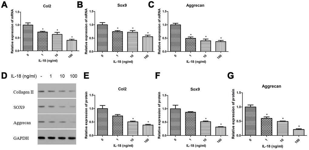 Chondrocyte-specific genes degradation caused by IL-18 was observed in rat chondrocytes. Messenger RNA expression of chondrocyte-specific genes, Collagen II (A), Sox9 (B), and Aggrecan (C) evaluated by Real-Time PCR, and expression of chondrocyte-specific proteins, collagen II (E), sox9 (F), aggrecan (G), and GAPDH as an internal control evaluated by Western blot (D) in chondrocytes treated with IL-18 at different concentrations for 24 h. The values are expressed as mean ± standard deviation (SD). Significance was calculated by a one-way ANOVA with a post hoc Tukey's multiple comparisons test. *p