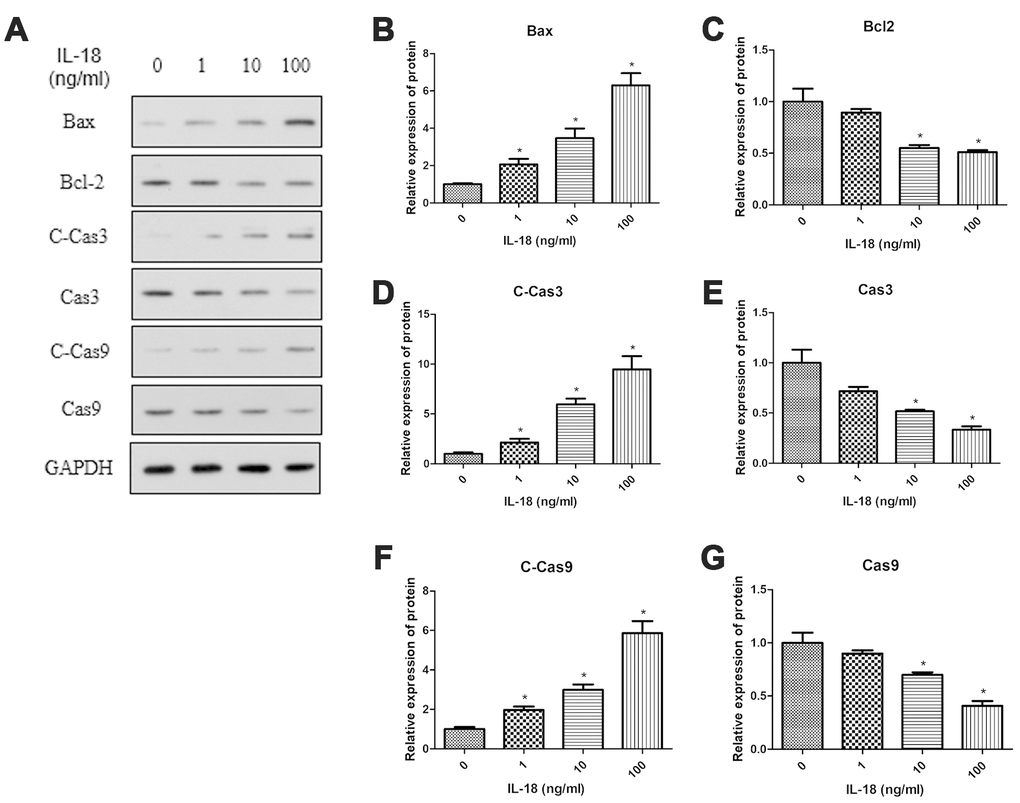 IL-18 stimulation increased the protein levels of pro-apoptosis genes and decreased the protein levels of anti-apoptosis genes. Western blot (A) measuring protein levels of Bax (B), Bcl2 (C), Cleaved Caspase3 (D), Caspase3 (E), Cleaved Caspase9 (F), Caspase9 (G), and GAPDH as an internal control in total extract from chondrocytes treated with IL-18 at different concentrations for 24 h. The values are expressed as mean ± standard deviation (SD). Significance was calculated by a one-way ANOVA with a post hoc Tukey's multiple comparisons test. *p