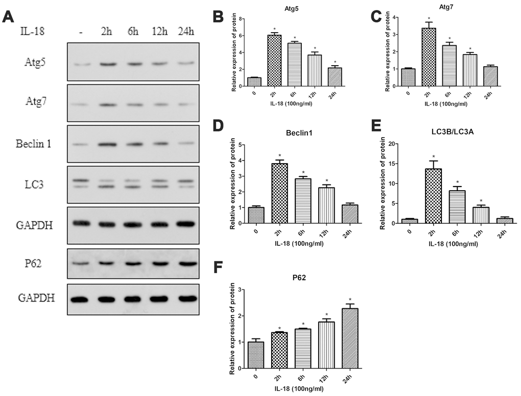 IL-18 stimulation induced autophagy deficiency of chondrocytes in vitro. Protein levels of Atg5 (B), Atg7 (C), Beclin1 (D), LC3B/LC3A (E), P62 (F), and GAPDH as an internal control in chondrocytes incubated without or with IL-18 (100 ng/ml) for various durations as evaluated by Western blot (A). The values are expressed as mean ± standard deviation (SD). Significance was calculated by a one-way ANOVA with a post hoc Tukey's multiple comparisons test. *p