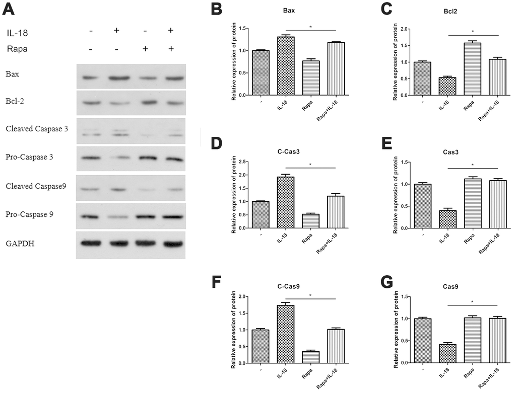 Rapamycin worked as autophagy agonist and the anti-apoptosis effect of rapamycin was analyzed in vitro. Chondrocytes of the IL-18 + rapamycin treatment group were pre-treated with rapamycin (100 nM) for 1 h, followed with 24 h IL-18 stimulation (100 ng/ml). Chondrocytes of the IL-18 treatment group were treated with 100 ng/ml IL-18 for 24 h. Chondrocytes of the rapamycin treatment group were treated with 100 nM rapamycin for 24 h. Protein levels of Bax (B) Bcl2 (C) Cleaved-Caspase3 (D) Caspase3 (E) Cleaved Caspase9 (F) Caspase9 (G) and GAPDH as an internal control, evaluated by Western blot (A). The values are expressed as mean ± standard deviation (SD). Significance was calculated by a one-way ANOVA with a post hoc Tukey's multiple comparisons test. *p