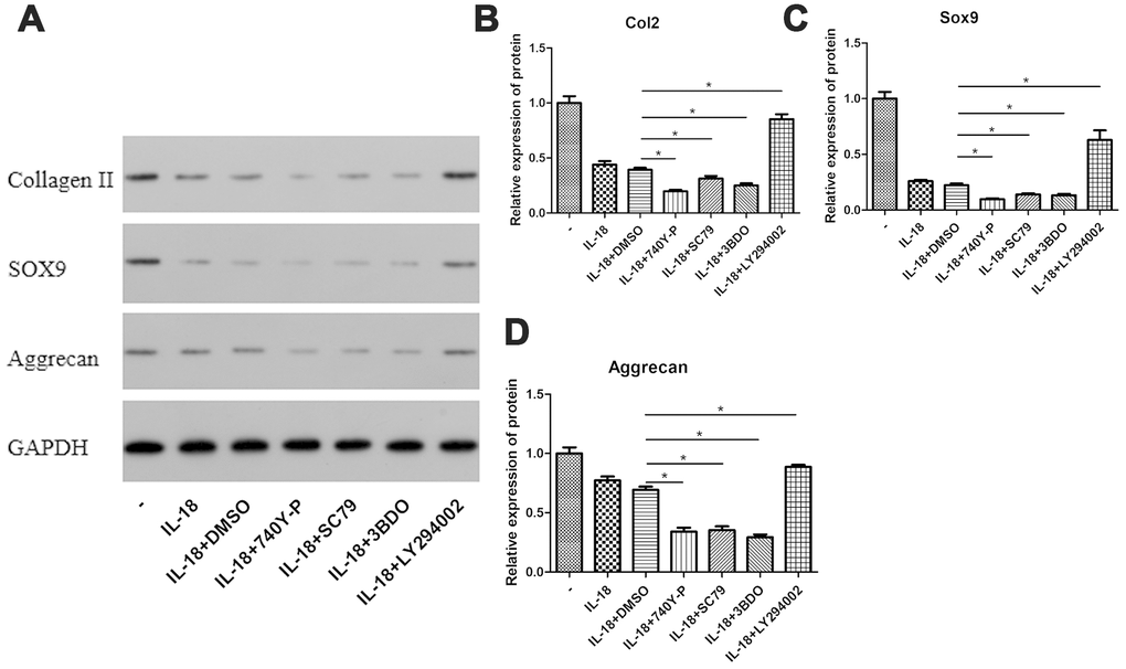 PI3K/Akt/mTOR pathway activation was associated with the chondrocyte-specific degradation caused by IL-18 stimulation. Chondrocytes of the IL-18 + 30 μM 740Y-P solution (or 14 μM SC79 solution or 120 μM 3BDO solution or 50 μM LY294002 solution or DMSO) treatment group were pre-treated with 740Y-P (or SC79 or 3BDO or LY294002 or DMSO) for 1 h, followed with 24 h IL-18 stimulation (100 ng/ml). The inhibitors and activator were all dissolved in DMSO, and the concentration of DMSO in all experimental groups was consistently lower than 0.1%. Protein levels of Collagen II (B), Sox9 (C), Aggrecan (D), and GAPDH as an internal control, evaluated by Western blot (A). The values are expressed as mean ± standard deviation (SD). Significance was calculated by a one-way ANOVA with a post hoc Tukey's multiple comparisons test. *p