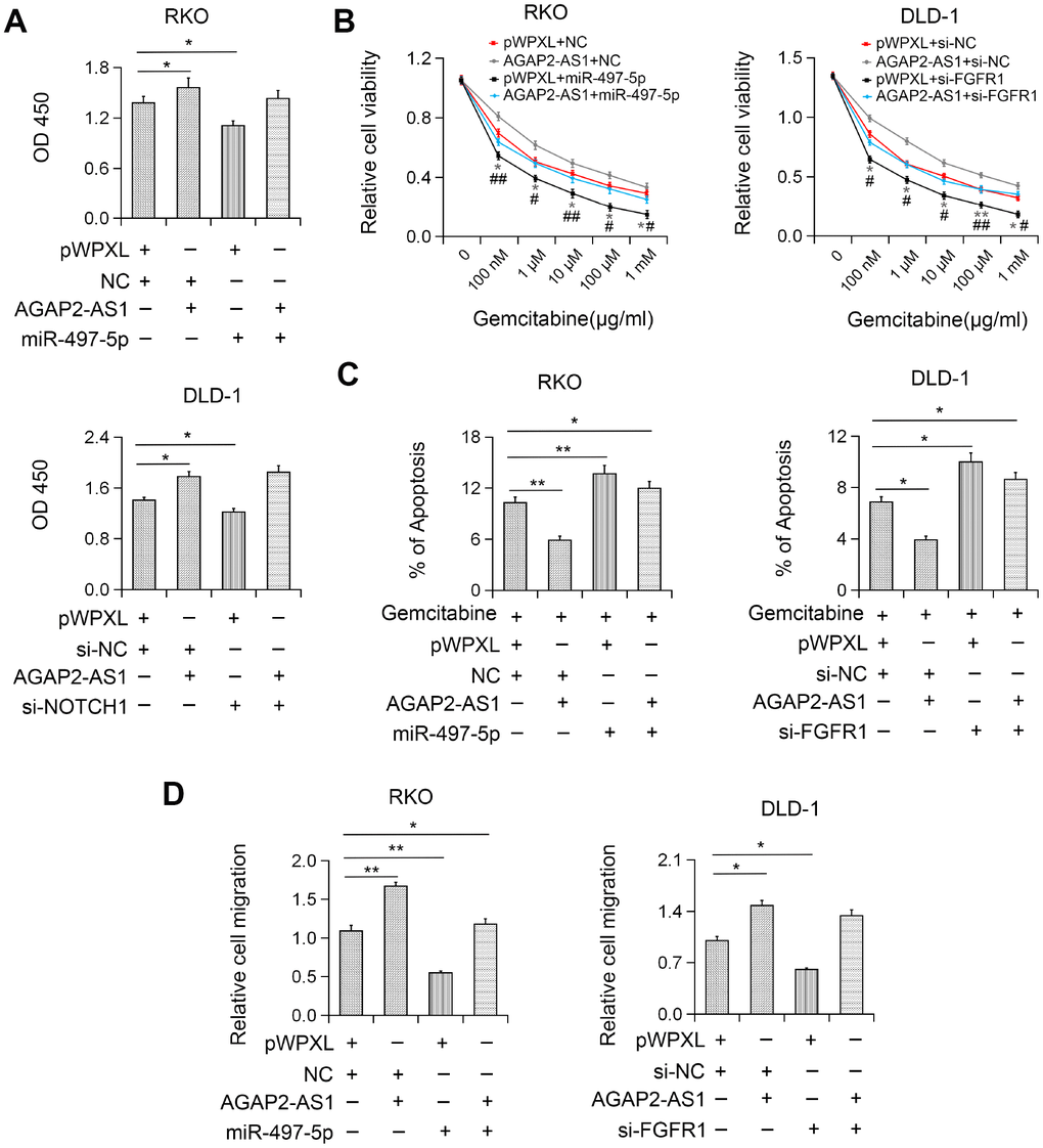AGAP2-AS1 exerted carcinogenic function in CRC by regulating the miR-497/FGFR1 axis. (A) Increased cell viability induced by AGAP2-AS1 overexpression was abolished after miR-497 overexpression or FGFR1 knockdown by CCK-8 assay. (B) Increased gemcitabine resistance in CRC cells after pWPXL-AGAP2-AS1 transfection was abolished by miR-497 overexpression or FGFR1 knockdown. (C) AGAP2-AS1 overexpression suppressed gemcitabine-induced apoptosis and this effect was partially inhibited by miR-497 overexpression or FGFR1 knockdown. (D) miR-497 overexpression or FGFR1 knockdown blocked CRC cell migration induced by AGAP2-AS1. *P 