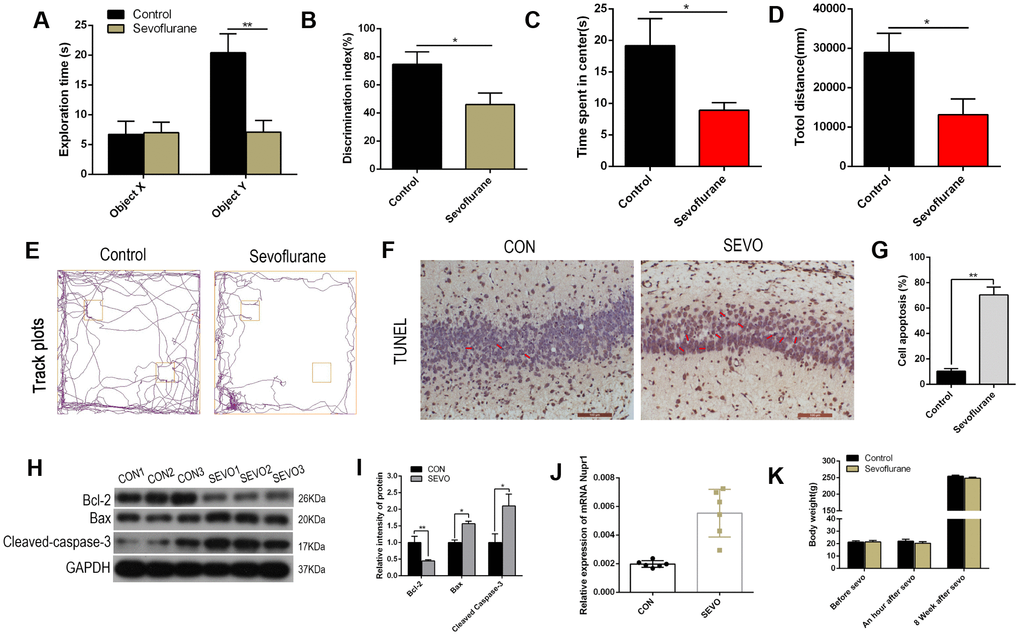 Sevoflurane impaired learning and memory, induced neuronal apoptosis, and increased Nupr1 mRNA expression in neonatal rats. Neonatal rats were separated into two groups of 12 each. The control group was exposed to air, while the sevoflurane (SEVO) group was exposed to 3.4% SEVO, for 6 hours. (A, B) A novel object recognition test was conducted 8 weeks after SEVO exposure. (A) Exploration times during the recognition session for the familiar (X) and novel (Y) objects. (B) The discrimination index indicates time spent exploring the novel object relative to total exploration time for both the novel and familiar objects. (C–E) An open field test was conducted 8 weeks after SEVO exposure. (C) Time spent in the center of the open field during the 5 min exploration period. (D) Total distance traveled during the 5 min exploration period. (E) Traces showing rats’ movements during the 5 min exploration period. (F–G) TUNEL staining in the rat hippocampus; representative images (F) and quantification (G). (H–I) Western blotting for Cleaved-Caspase-3, Bax, and Bcl-2 in rat brain; representative images (H) and quantification (I). (J) RT-qPCR for Nupr1 mRNA. (K) Rat body weights at seven days after birth and eight weeks after sevoflurane or air exposure. **p