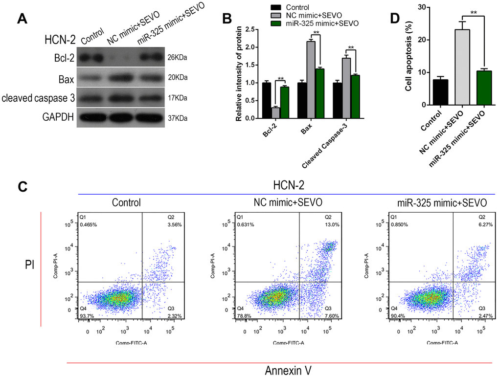 Overexpression of Mir-325-3p inhibited sevoflurane-induced apoptosis in HCN-2 neuronal cells. HCN-2 neuronal cells were transfected with miR-325 mimic or NC mimic and then exposed to fresh gas (21% O2, 5% CO2, remainder N2) alone or with the addition of 3.4% sevoflurane for 6 h. (A, B) Western blotting for Cleaved-Caspase-3, Bax, and Bcl-2 in 3.4% SEVO-exposed vs. control HCN-2 cells; representative images (A) and quantification (B). (C, D) Annexin V-FITC/PI staining and flow cytometry analysis; representative images (C) and quantification (D). **p