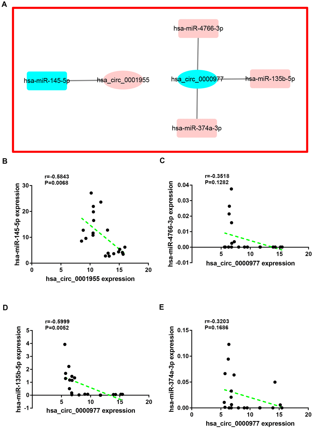 Whole Transcriptome Analysis Reveals A Potential Hsa Circ 0001955 Hsa