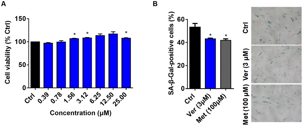 Verapamil enhances cell viability and delays cellular senescence. (A) Viability of MRC-5 cells in the absence (Ctrl) or presence of verapamil (Ver) at different concentrations. (B) SA-β-Gal staining of MRC-5 cells and quantification of SA-β-Gal-positive cells at a late passage (P31). Verapamil (3 μM) delayed the senescence of MRC-5 cells (*P *P P-values and error bars represent SEM.