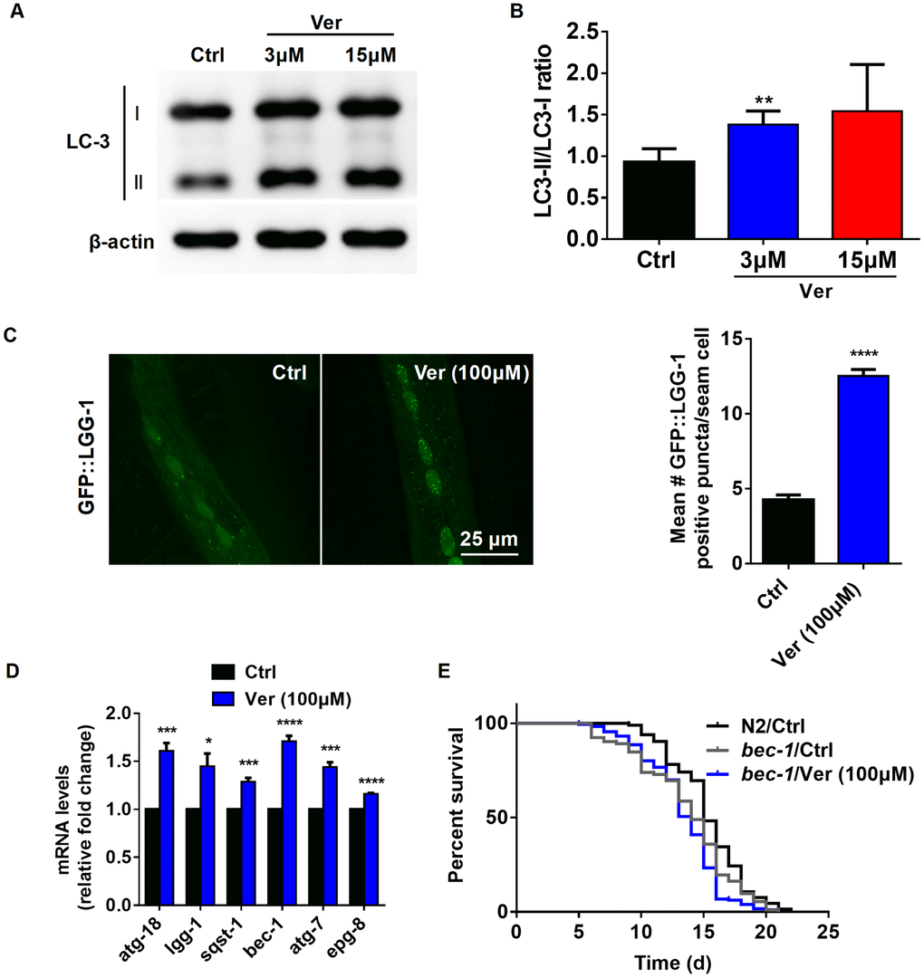 Verapamil extends lifespan through activating autophagy in C. elegans. (A, B) The degree of autophagy induced by verapamil (3 μM and 15 μM) was evaluated by assessing the LC3-II/LC3-I ratio in MRC-5 cells. (C) GFP::LGG-1 levels were evaluated in the seam cells during the L3 stage (****P D) Verapamil (100 μM) significantly activated the expression of autophagy-related genes. Multiple t-tests were used to evaluate the P-values and error bars represent SEM. (E) Verapamil (100 μM) did not extend the lifespan of worms in which bec-1 expression was downregulated. The log-rank (Mantel-Cox) test was used to calculate the P-value.