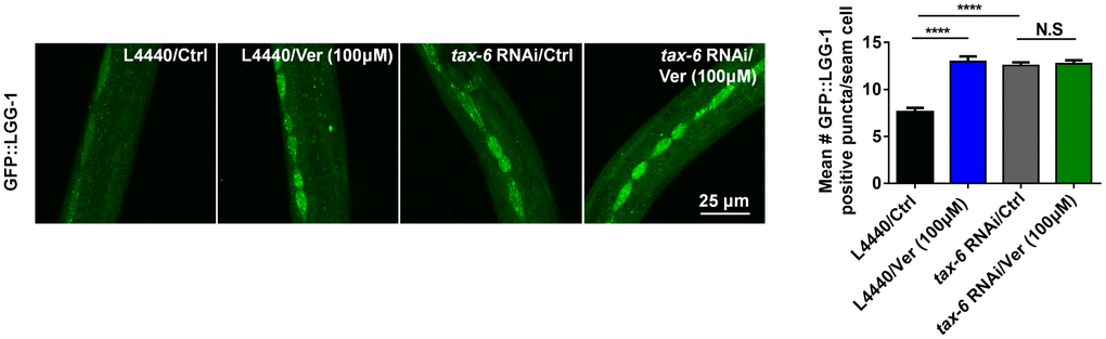 Verapamil facilitates autophagy downstream of calcineurin in C. elegans.tax-6 RNAi induced autophagy in worms expressing GFP::LGG-1 (****P tax-6 RNAi treatment. An unpaired t-test was used to calculate the P-values and error bars represent SEM.