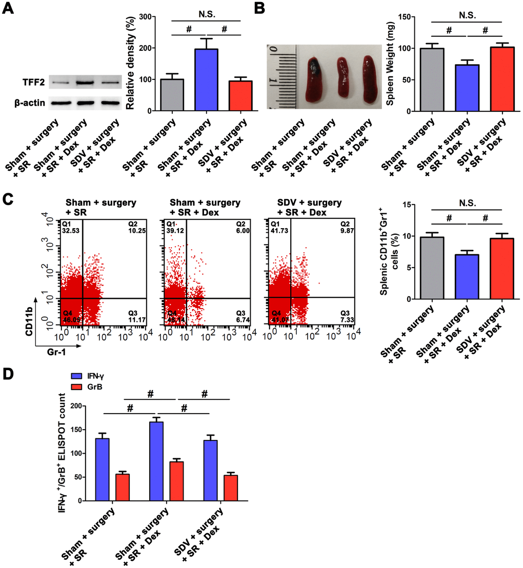 Subdiaphragmatic vagus nerve mediated the attenuated effects of dexmedetomidine (Dex) on sleep-restriction (SR)-induced decrease in splenic trefoil factor 2 (TFF2) expression, increase in the expansion of myeloid-derived suppressor cells (MDSCs) and decrease in CD8+ T cells activity. (A) The expression of TFF2 in the spleen of dexmedetomidine (Dex)-treated SR mice with or without bilateral sub-diaphragmatic vagotomy (SDV) was analysed by western blotting. (B) spleen weight in Dex-treated SR mice with or without SDV. (C) Flow cytometry analysis of spleen for CD11b+ Gr-1+ MDSCs in Dex-treated SR mice with or without SDV. (D) The enzyme-linked immunospot (ELISPOT) assay of the levels of interferon-γ (IFN-γ) and Granzyme B (GrB) in splenic CD8+ T cells from Dex-treated SR mice with or without SDV. All data represent mean ± SEM, n = 5; #P 