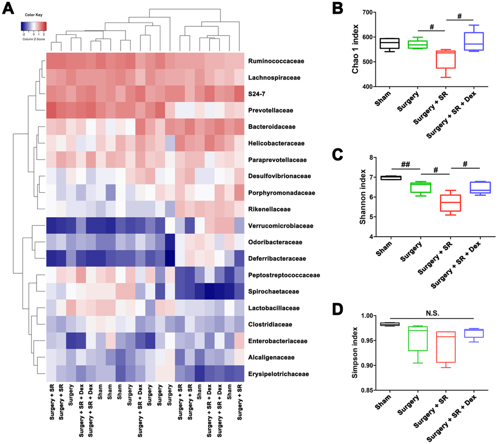 Dexmedetomidine (Dex) treatment improved sleep-restriction (SR)-induced exaggeration of postoperative gut microbiota disturbance. (A) Heat map of differential levels of bacteria between the groups. (B) Chao 1 index. (C) Shannon index. (D) Simpson index. Data represents mean ± SEM, n = 5; #P ##P 