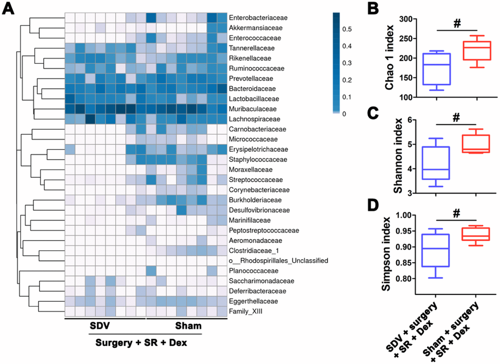 Sub-diaphragmatic vagotomy (SDV) increased postoperative gut microbiota disturbance in dexmedetomidine (Dex)-treated sleep-restriction (SR) mice. (A) Heat map of differential levels of bacteria between the groups. (B) Chao 1 index. (C) Shannon index. (D) Simpson index. Data represents mean ± SEM, n = 8; #P 