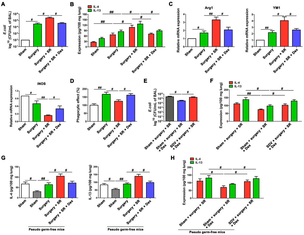 Dexmedetomidine improved postoperative sleep-restriction (SR)-induced reduction of protective ability against Escherichia coli (E. coli) pneumonia. (A) Enumeration of CFU per milliliter of bronchoalveolar lavage analyzed one day after E. coli pneumonia in postoperative SR mice with or without the treatment of dexmedetomidine (Dex). (B) ELISA determination of the concentrations of IL-4 and IL-13 in the lungs of postoperative SR mice with or without the treatment of Dex. (C) RT-PCR analysis of the mRNA expression of Arg1, YM and iNOS in alveolar macrophages from postoperative SR mice with or without the treatment of Dex. (D) The phagocytic activity of alveolar macrophages from postoperative SR mice with or without the treatment of Dex. (E) Enumeration of CFU per milliliter of bronchoalveolar lavage analyzed one day after E. coli pneumonia Dex-treated SR mice with or without sub-diaphragmatic vagotomy (SDV). (F) ELISA determination of the concentrations of IL-4 and IL-13 in the lungs of Dex-treated SR mice with or without SDV. (G) ELISA determination of the concentrations of IL-4 and IL-13 in the lungs of sham-operated mice and pseudo-germ-free mouse received fecal microbiota transplantation (FMT). (H) ELISA determination of the concentrations of IL-4 and IL-13 in the lungs of pseudo-germ-free mouse received FMT with feces of SR mice, Dex-treated SR mice or Dex-treated SR mice with SDV. All data represent mean ± SEM, n = 5; #P ##P 