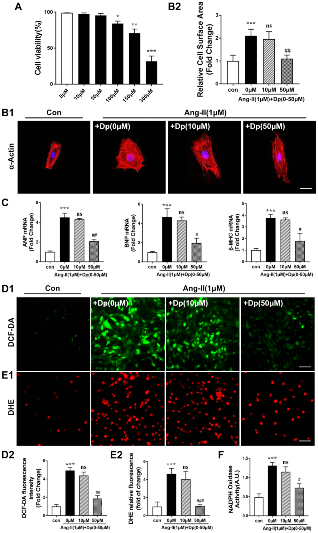 Delphinidin inhibited Ang II-induced hypertrophy in NRCMs. (A) The Cell Counting Kit-8 assay was used to detect the cell viability of cardiomyocytes treated with different concentrations of delphinidin (n=4). (B) NRCMs were treated with Ang II (1 μM) for 24 hours in the presence of delphinidin (10 and 50 μM) or DMSO. α-Actinin staining was performed to determine cell size. Representative images (left) and quantified cell sizes (right) of each group are shown (scale bar=20 μm). Cell surface areas (μm2) were measured in 3 independent experiments with at least 100 cells counted for each condition. (C) qRT-PCR was performed to analyze the expression of hypertrophic genes. (D and E) Representative image and results of quantitative analysis of ROS generation measured by DCF-DA and DHE staining. (F) Statistical analysis of differences in nicotinamide adenine dinucleotide phosphate (NADPH) oxidase activity. A.U., arbitrary units. In A–F,**p versus the control group; ***p versus the control group; ns versus the Ang II group; #p versus the Ang II group; ##p versus the Ang II group; ###p versus the Ang II group.