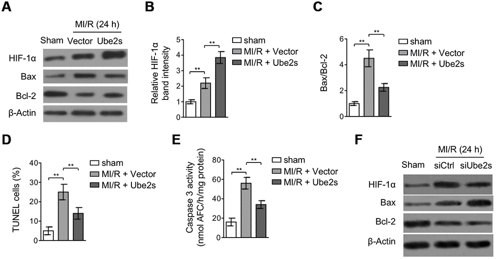 Ube2s augments HIF-1α activation and decreases apoptosis after MI/R injury. (A–C) C57BL/6 mice were intra-myocardially infected with lentivirus expressing vector control or Ube2s 48 h prior to MI/R surgery. Following 24 h of reperfusion, the protein level of HIF-1α, Bax and Bcl-2 in the heart was analyzed by Western blotting. Samples from sham group were used as controls. Each group includes 8 mice. β-Actin was used as a loading control. The representative band images (A) and relative band intensity analysis of HIF-1α (B) and ratio of Bax/Bcl-2 (C) are presented. Data are mean ± SD. Data were compared using Student’s t-test. **, P D) Heart samples were harvested as described in (A), and heart sections were prepared. The apoptosis was detected using TUNEL staining. The statistical analysis of percentage of TUNEL positive cells is shown. Data are mean ± SD. Data were compared using Student’s t-test. **, P E) Heart samples were harvested as described in (A). The supernatants of the homogenized heart samples were collected, and the caspase-3 activity was determined. The results are expressed as the nmol AFC/h/mg protein. Data are mean ± SD. Data were compared using Student’s t-test. **, P F) C57BL/6 mice were intra-myocardially transfected with control siRNA (siCtrl) or Ube2s siRNA (siUbe2s) 48 h prior to MI/R surgery. Following 24 h of reperfusion, the protein level of HIF-1α, Bax and Bcl-2 in the heart was analyzed by Western blotting. Samples from sham group were used as controls. Each group includes 8 mice. β-Actin was used as a loading control. The representative band images are presented.