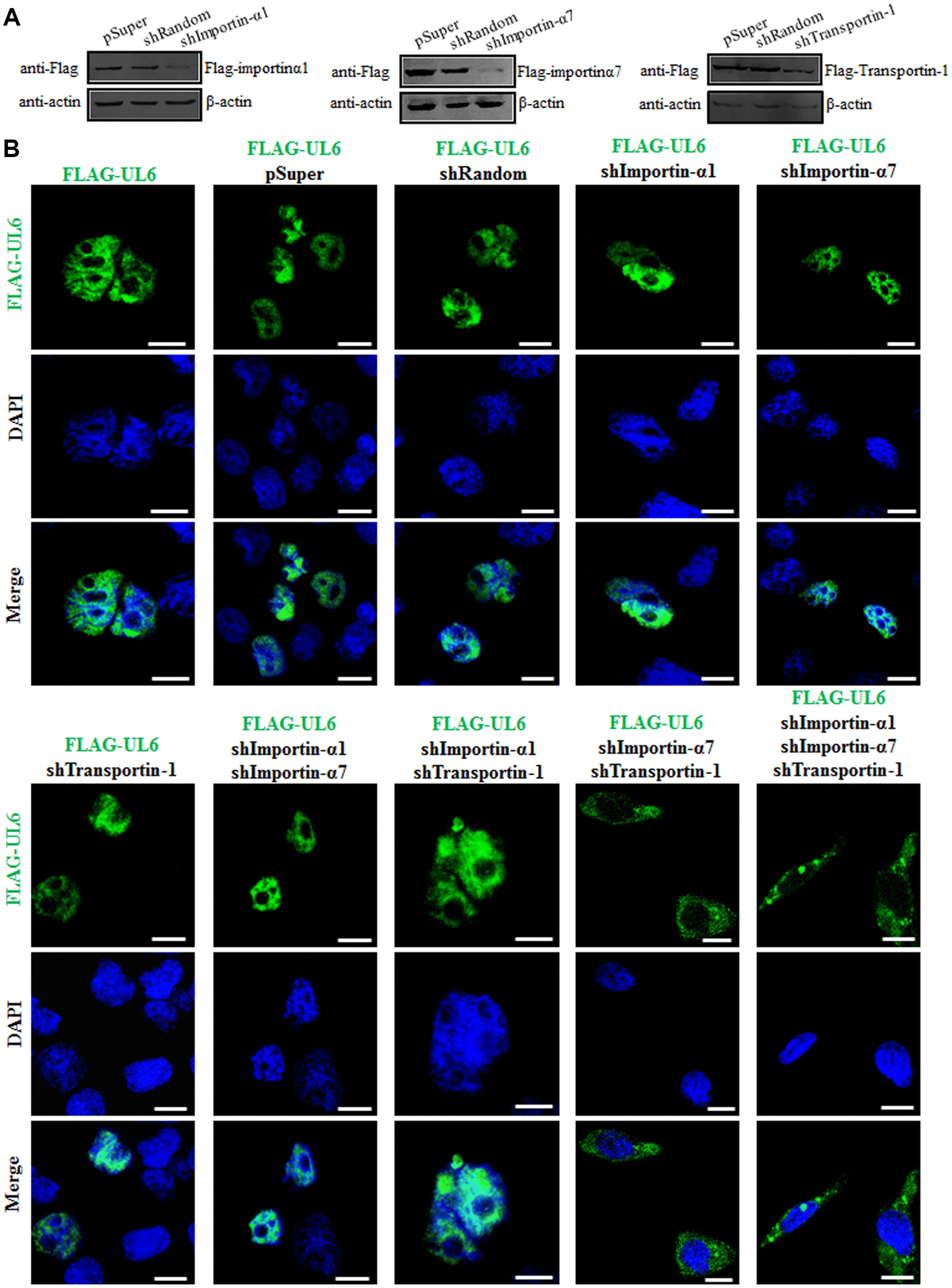 Molecular Anatomy Of The Subcellular Localization And Nuclear Import ...